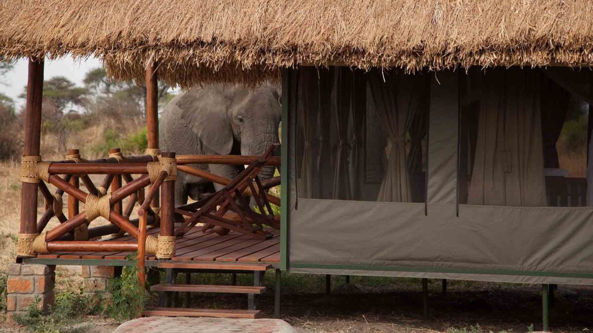 Ultimate Guide to Family Tours in Tanzania