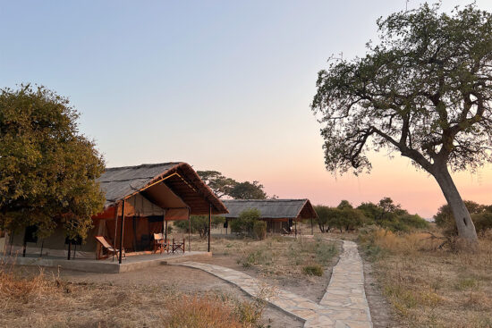 flycatcher-ruaha-camp