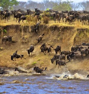 Crossing wildebeest-migration