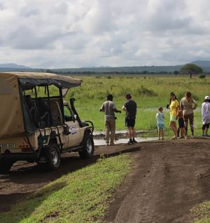 Safari jeep 12
