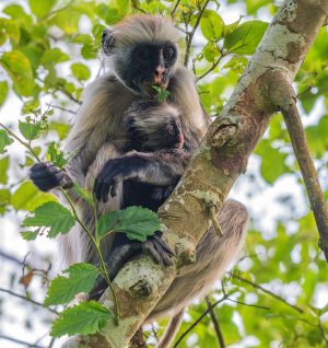 Mother and baby of Zanzibar red colobus or Procolobus kirkii eats unripe leaves in Jozani forest, Tanzania. Monkeys in the jungle