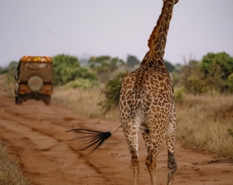 Why Visit Tanzania
