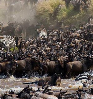 Wildebeest Migration top 2