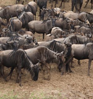 Wildebeest Migration top 4