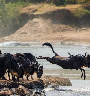 Wildebeest Migration top 5