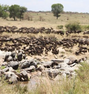 Wildebeest Migration top 6
