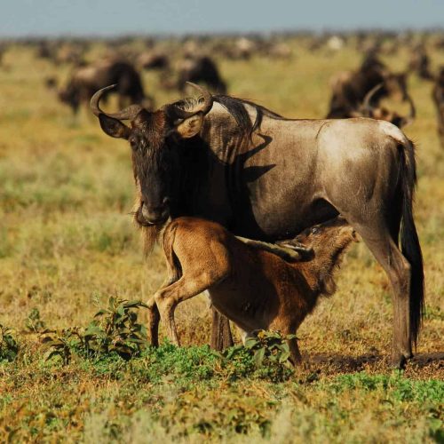kc-safari-11