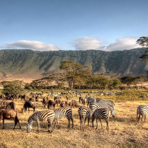Ngorongoro Crater teems with life.