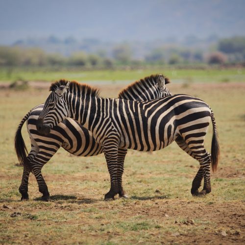 kc-safari-bg-11