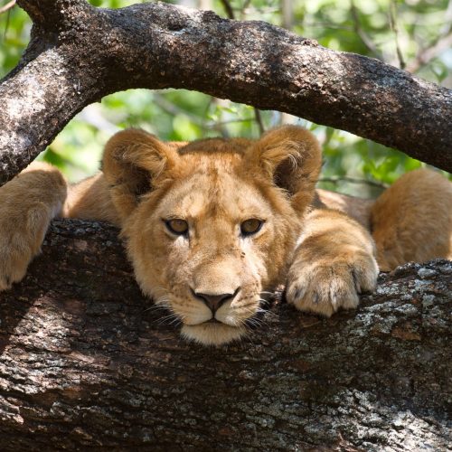 kc-safari-bg-13
