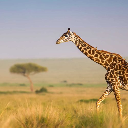 kc-safari-bg-14