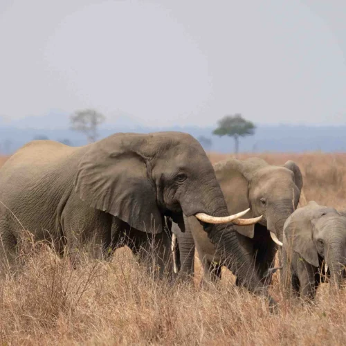 kc-safari-bg-17