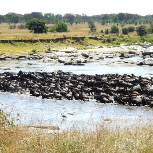 kc-safari-bg-19