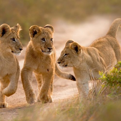 kc-safari-bg-23