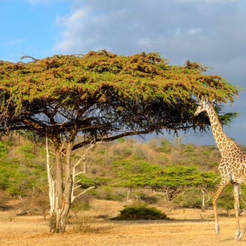 kc-safari-bg-26