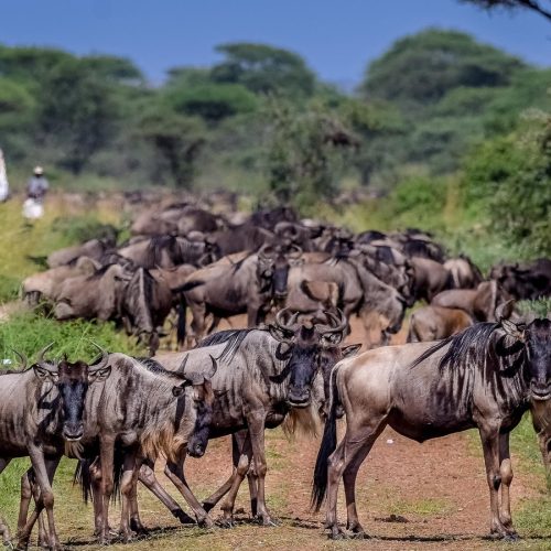 kc-safari-bg-28