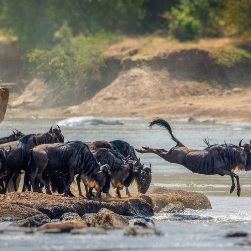 kc-safari-bg-3