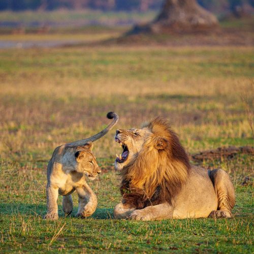 kc-safari-bg-31