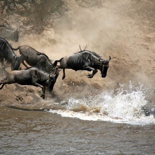 kc-safari-bg-35