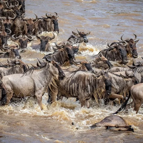 kc-safari-bg-36