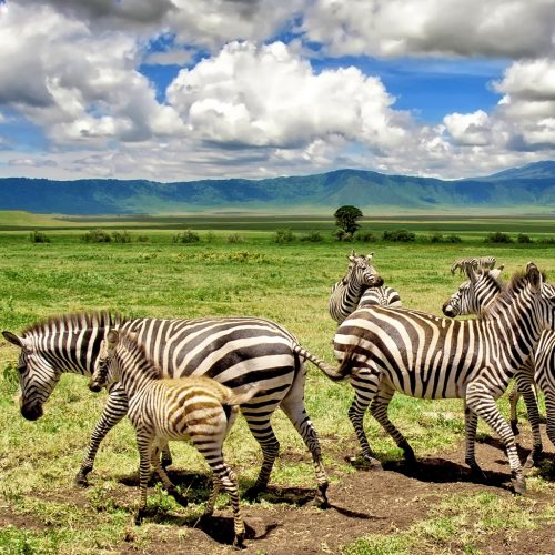 kc-safari-bg-37