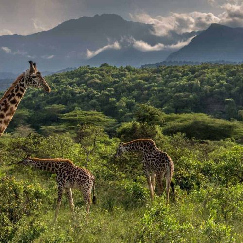 kc-safari-bg-38