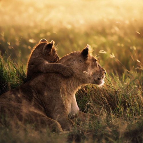 kc-safari-bg-4
