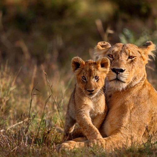 kc-safari-bg-41
