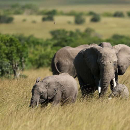 kc-safari-bg-43