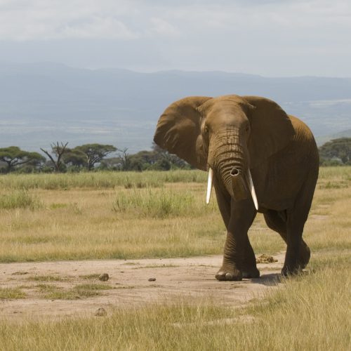 kc-safari-bg-44