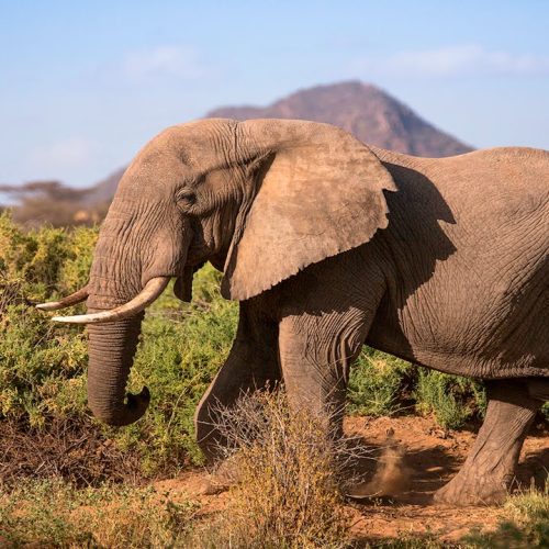 kc-safari-bg-45