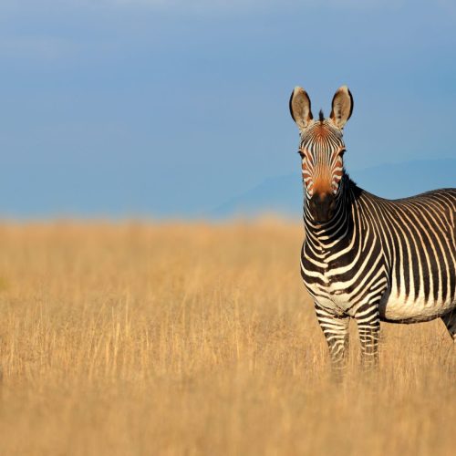 kc-safari-bg-47