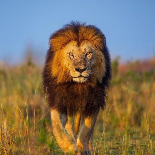 kc-safari-bg-49