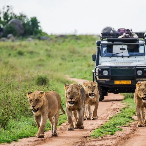kc-safari-bg-5
