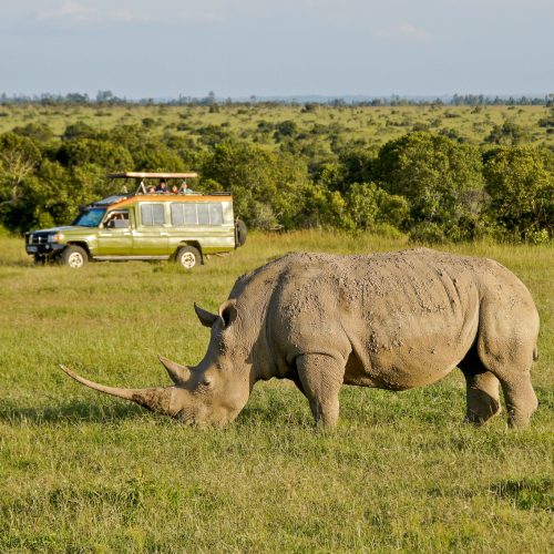 NANYUKI, KENYA, JUNE 14, 2018. Tourists in a safari vehicle view a white rhinoceros grazing at Ol Pejeta Conservancy.