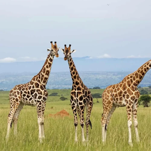 kc-safari-bg-53