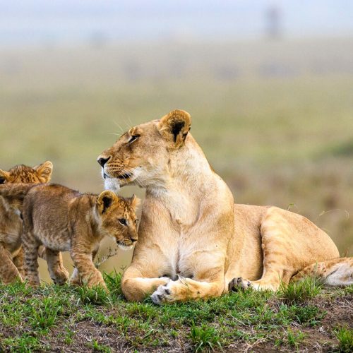 kc-safari-bg-54