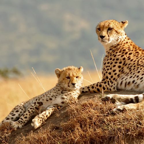 KENYA - AUGUST 11: African Cheetahs (Acinonyx jubatus) on the Masai Mara National Reserve safari in southwestern Kenya.