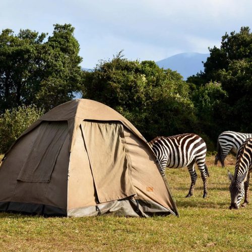 kc-safari-bg-78