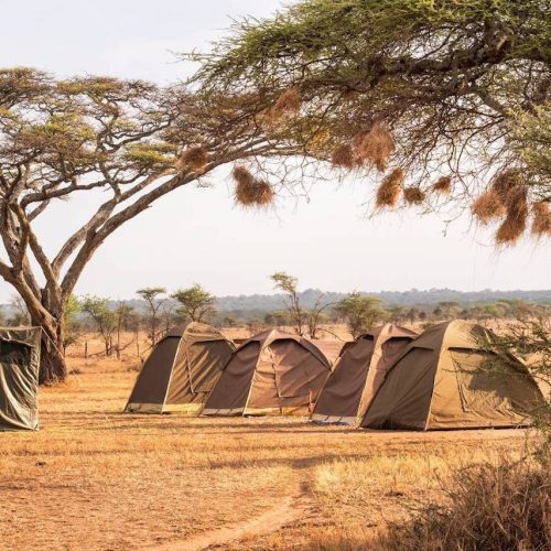 kc-safari-bg-79