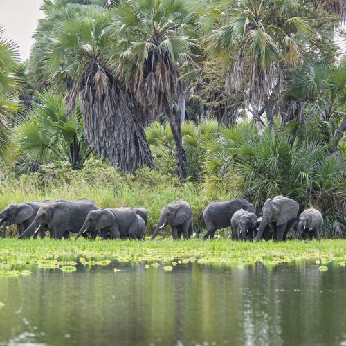 kc-safari-bg-8