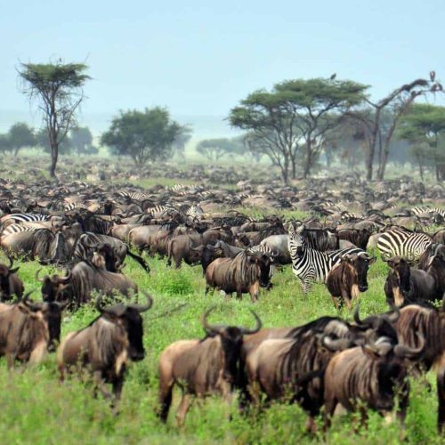 kc-safari-bg-9