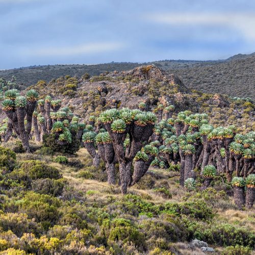 kilimanjaro-Lemosho-8-Days