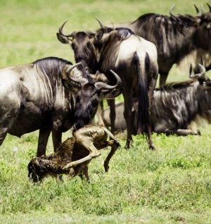 wildebeest-calving.jpg